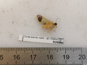  ( - BC-MNHN-LEP02686)  @11 [ ] CC-By (2022) Rodolphe Rougerie MNHN