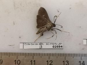  ( - BC-MNHN-LEP02694)  @11 [ ] CC-By (2022) Rodolphe Rougerie MNHN