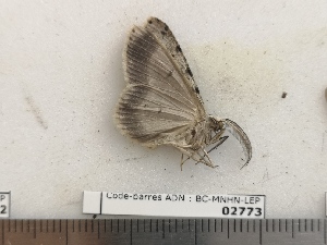  ( - BC-MNHN-LEP02773)  @11 [ ] CC-By (2022) Rodolphe Rougerie MNHN