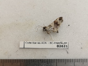  ( - BC-MNHN-LEP02621)  @11 [ ] CC-By (2022) Rodolphe Rougerie MNHN