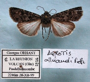  (Agrotis alluaudi - BC-GO0013)  @11 [ ] Copyright (2014) Georges Orhant Research Collection of Georges Orhant