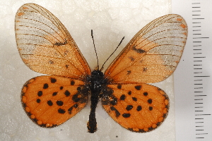  (Acraea horta - TvW0001)  @14 [ ] No Rights Reserved  Unspecified Unspecified
