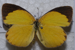  (Eurema brigitta - TvW0014)  @14 [ ] No Rights Reserved  Unspecified Unspecified