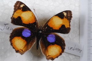  (Junonia hierta cebrene - TvW0026)  @11 [ ] No Rights Reserved  Unspecified Unspecified