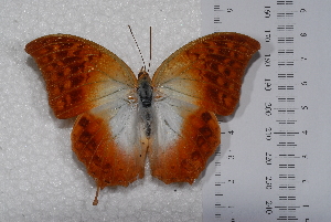  (Charaxes varanes varanes - TvW0029)  @11 [ ] No Rights Reserved  Unspecified Unspecified