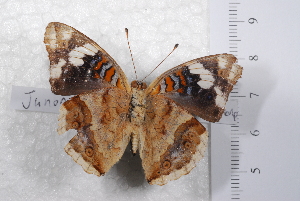  (Junonia oenone oenone - TvW0040)  @11 [ ] No Rights Reserved  Unspecified Unspecified