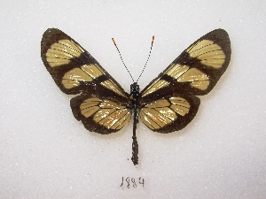  ( - MACN-Bar-Lep-ct 01884)  @14 [ ] Copyright (2011) MACN Museo Argentino de Ciencias Naturales 