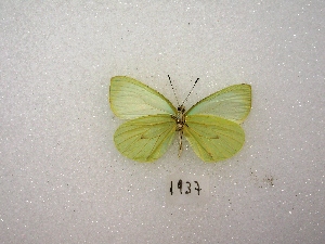  ( - MACN-Bar-Lep-ct 01937)  @12 [ ] Copyright (2011) MACN Museo Argentino de Ciencias Naturales 