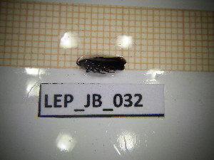  ( - LEP_JB_032)  @11 [ ] CreativeCommons Attribution (2025) Dept Invertebrate Zoology and Hydrobiology, University of Lodz University of Lodz