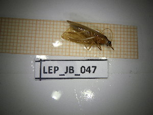  ( - LEP_JB_047)  @11 [ ] CreativeCommons Attribution (2025) Dept Invertebrate Zoology and Hydrobiology, University of Lodz University of Lodz