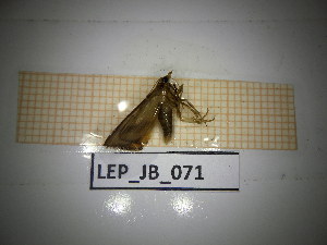  ( - LEP_JB_071)  @11 [ ] CreativeCommons Attribution (2025) Dept Invertebrate Zoology and Hydrobiology, University of Lodz University of Lodz