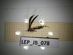  ( - LEP_JB_078)  @11 [ ] CreativeCommons Attribution (2025) Dept Invertebrate Zoology and Hydrobiology, University of Lodz University of Lodz