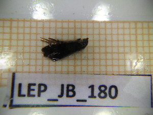  ( - LEP_JB_180)  @11 [ ] CreativeCommons Attribution (2025) Dept Invertebrate Zoology and Hydrobiology, University of Lodz University of Lodz