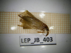  ( - LEP_JB_403)  @11 [ ] CreativeCommons Attribution (2025) Dept Invertebrate Zoology and Hydrobiology, University of Lodz University of Lodz