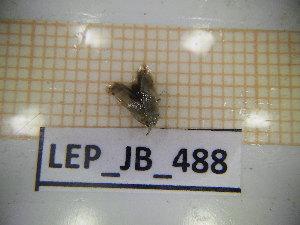  (Opostega auritella - LEP_JB_488)  @11 [ ] CreativeCommons Attribution (2025) Dept Invertebrate Zoology and Hydrobiology, University of Lodz University of Lodz