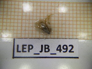  (Opostega crepusculella - LEP_JB_492)  @11 [ ] CreativeCommons Attribution (2025) Dept Invertebrate Zoology and Hydrobiology, University of Lodz University of Lodz