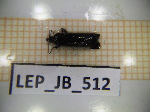  ( - LEP_JB_512)  @11 [ ] CreativeCommons Attribution (2025) Dept Invertebrate Zoology and Hydrobiology, University of Lodz University of Lodz