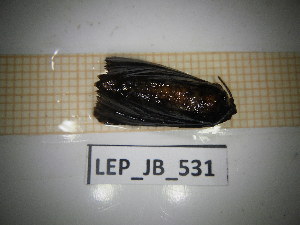  ( - LEP_JB_531)  @11 [ ] CreativeCommons Attribution (2025) Dept Invertebrate Zoology and Hydrobiology, University of Lodz University of Lodz