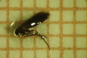  ( - LEP_JB_658)  @11 [ ] CreativeCommons Attribution (2025) Dept Invertebrate Zoology and Hydrobiology, University of Lodz University of Lodz