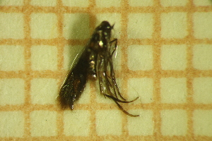  ( - LEP_JB_659)  @11 [ ] CreativeCommons Attribution (2025) Dept Invertebrate Zoology and Hydrobiology, University of Lodz University of Lodz