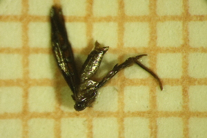  ( - LEP_JB_660)  @11 [ ] CreativeCommons Attribution (2025) Dept Invertebrate Zoology and Hydrobiology, University of Lodz University of Lodz