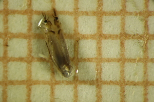  ( - LEP_JB_673)  @11 [ ] CreativeCommons Attribution (2025) Dept Invertebrate Zoology and Hydrobiology, University of Lodz University of Lodz