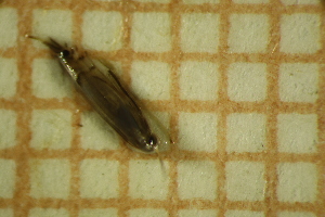  ( - LEP_JB_674)  @11 [ ] CreativeCommons Attribution (2025) Dept Invertebrate Zoology and Hydrobiology, University of Lodz University of Lodz