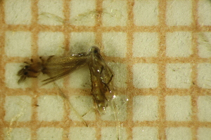  ( - LEP_JB_675)  @11 [ ] CreativeCommons Attribution (2025) Dept Invertebrate Zoology and Hydrobiology, University of Lodz University of Lodz