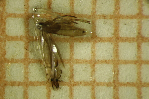  ( - LEP_JB_676)  @11 [ ] CreativeCommons Attribution (2025) Dept Invertebrate Zoology and Hydrobiology, University of Lodz University of Lodz