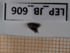  ( - LEP_JB_606)  @11 [ ] CreativeCommons Attribution (2025) Dept Invertebrate Zoology and Hydrobiology, University of Lodz University of Lodz