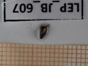  ( - LEP_JB_607)  @11 [ ] CreativeCommons Attribution (2025) Dept Invertebrate Zoology and Hydrobiology, University of Lodz University of Lodz