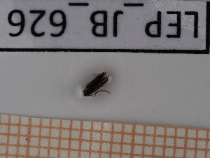  ( - LEP_JB_626)  @11 [ ] CreativeCommons Attribution (2025) Dept Invertebrate Zoology and Hydrobiology, University of Lodz University of Lodz