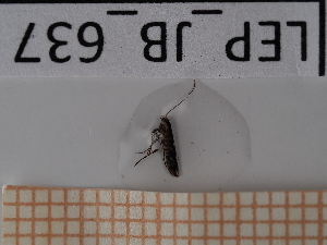  ( - LEP_JB_637)  @11 [ ] CreativeCommons Attribution (2025) Dept Invertebrate Zoology and Hydrobiology, University of Lodz University of Lodz