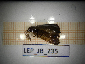  (Polypogon tentacuaria - LEP_JB_235)  @11 [ ] CreativeCommons Attribution (2025) Dept Invertebrate Zoology and Hydrobiology, University of Lodz University of Lodz