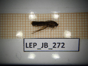  ( - LEP_JB_272)  @11 [ ] CreativeCommons Attribution (2025) Dept Invertebrate Zoology and Hydrobiology, University of Lodz University of Lodz