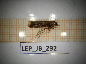  ( - LEP_JB_292)  @11 [ ] CreativeCommons Attribution (2025) Dept Invertebrate Zoology and Hydrobiology, University of Lodz University of Lodz