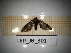  (Eupithecia atosinthieta - LEP_JB_301)  @11 [ ] CreativeCommons Attribution (2025) Dept Invertebrate Zoology and Hydrobiology, University of Lodz University of Lodz