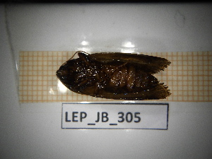  ( - LEP_JB_305)  @11 [ ] CreativeCommons Attribution (2025) Dept Invertebrate Zoology and Hydrobiology, University of Lodz University of Lodz