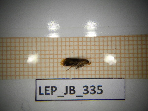  ( - LEP_JB_335)  @11 [ ] CreativeCommons Attribution (2025) Dept Invertebrate Zoology and Hydrobiology, University of Lodz University of Lodz