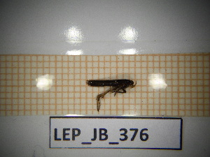  ( - LEP_JB_376)  @11 [ ] CreativeCommons Attribution (2025) Dept Invertebrate Zoology and Hydrobiology, University of Lodz University of Lodz