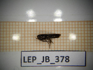  ( - LEP_JB_378)  @11 [ ] CreativeCommons Attribution (2025) Dept Invertebrate Zoology and Hydrobiology, University of Lodz University of Lodz