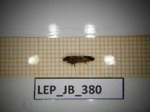  ( - LEP_JB_380)  @11 [ ] CreativeCommons Attribution (2025) Dept Invertebrate Zoology and Hydrobiology, University of Lodz University of Lodz