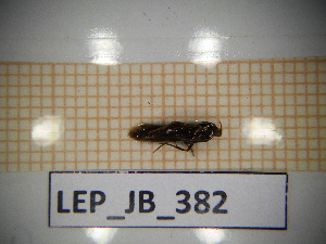  ( - LEP_JB_382)  @11 [ ] CreativeCommons Attribution (2025) Dept Invertebrate Zoology and Hydrobiology, University of Lodz University of Lodz