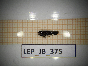  ( - LEP_JB_375)  @11 [ ] CreativeCommons Attribution (2025) Dept Invertebrate Zoology and Hydrobiology, University of Lodz University of Lodz