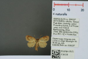  (Heringarosa cretacea - RMNH.INS.13659)  @12 [ ] Unspecified (default): All Rights Reserved  Unspecified Unspecified