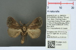  (Hyphormides argentipunctata - RMNH.INS.13669)  @14 [ ] Unspecified (default): All Rights Reserved  Unspecified Unspecified