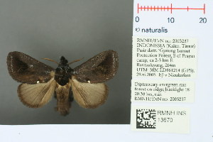  (Hyphormides argentipunctata - RMNH.INS.13670)  @14 [ ] Unspecified (default): All Rights Reserved  Unspecified Unspecified