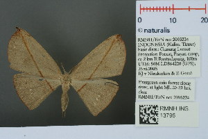  (Brachydecetia rufescens - RMNH.INS.13795)  @13 [ ] Unspecified (default): All Rights Reserved  Unspecified Unspecified