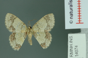  (Epipristis truncataria - RMNH.INS.14074)  @13 [ ] Unspecified (default): All Rights Reserved  Unspecified Unspecified