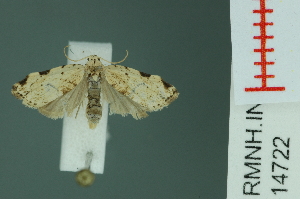  (Tortricosia blanda - RMNH.INS.14722)  @13 [ ] Unspecified (default): All Rights Reserved  Unspecified Unspecified